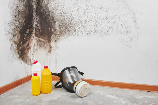 Best Office Mold Removal Services  in Sebastopol, CA