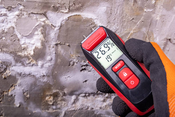 Best Black Mold Removal  in Sebastopol, CA