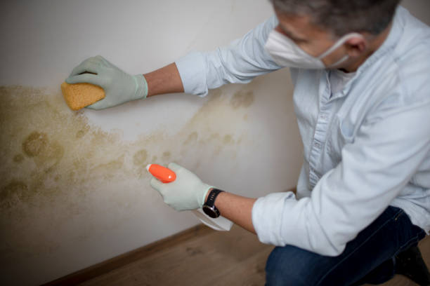 Best Mold Cleaning Services  in Sebastopol, CA