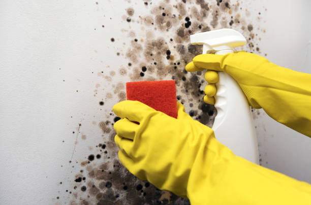 Best Toxic Mold Removal  in Sebastopol, CA