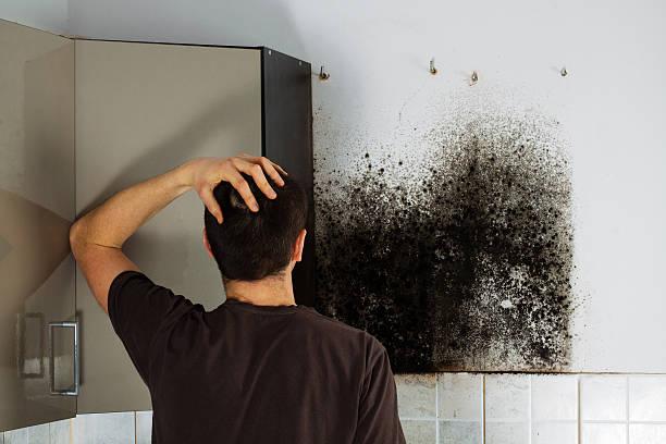 Best Toxic Mold Removal  in Sebastopol, CA