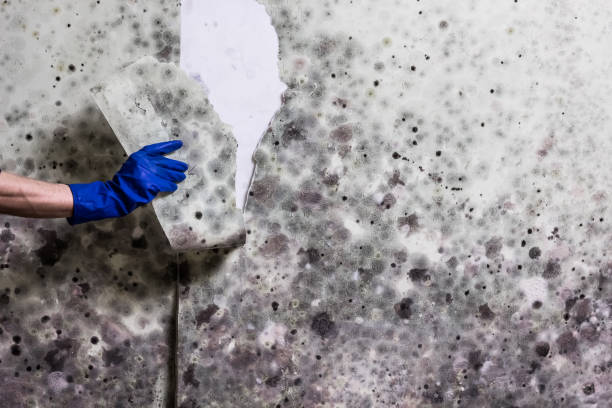 Reliable Sebastopol, CA Mold Removal Solutions