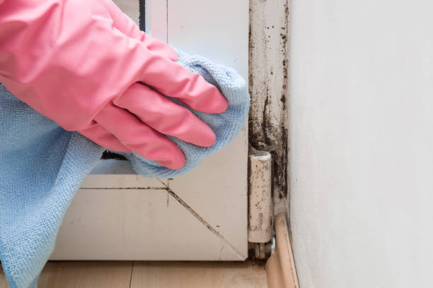 Best Mold Damage Repair  in Sebastopol, CA