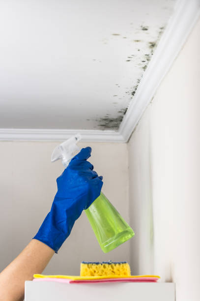 Mold Testing and Removal in Sebastopol, CA