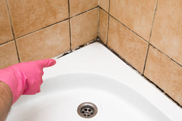Best Certified Mold Removal  in Sebastopol, CA
