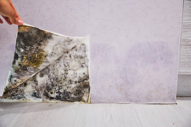 Best Home Mold Removal  in Sebastopol, CA